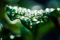 Macro Drops